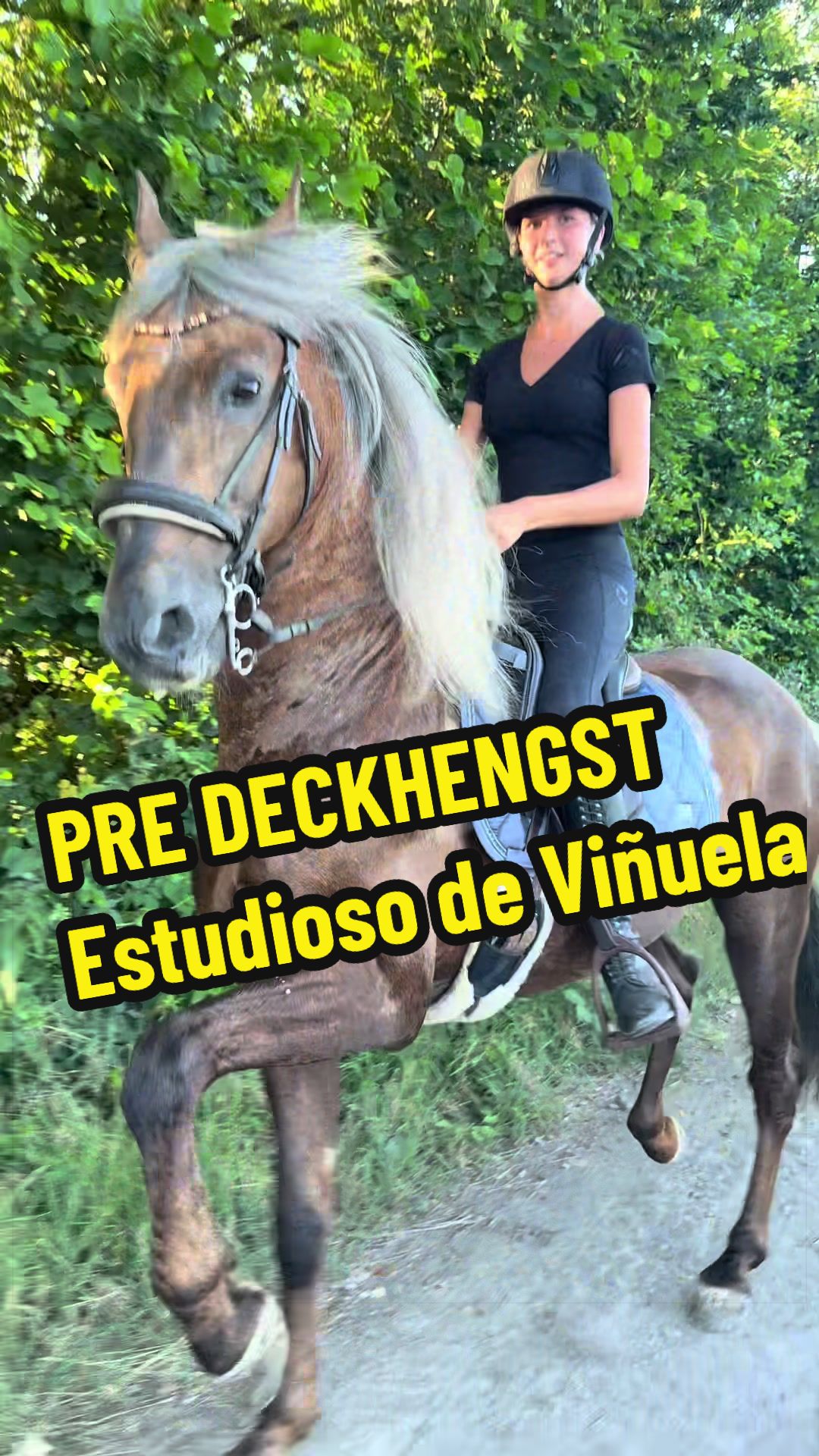 @Deckhengst_EstudiosoDeViñuela