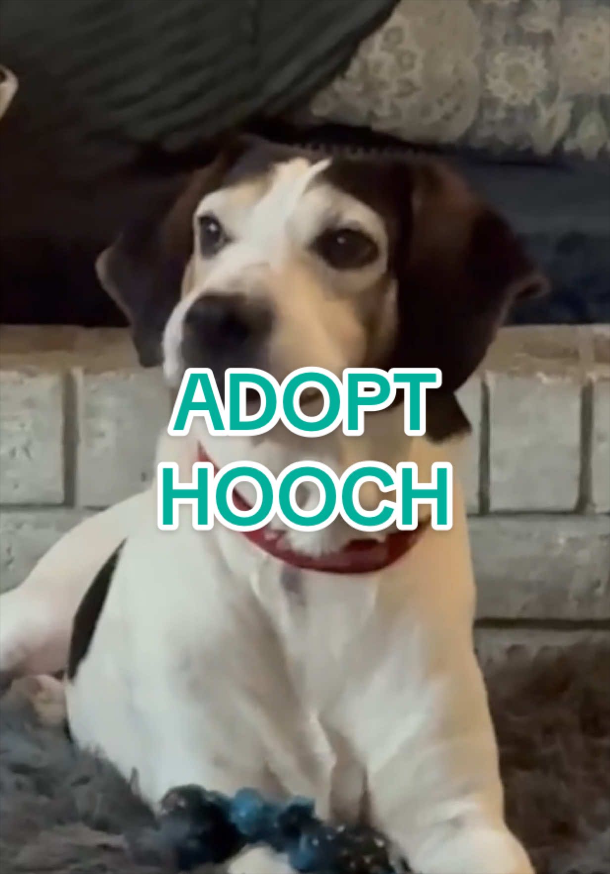 @Adopt a Pet