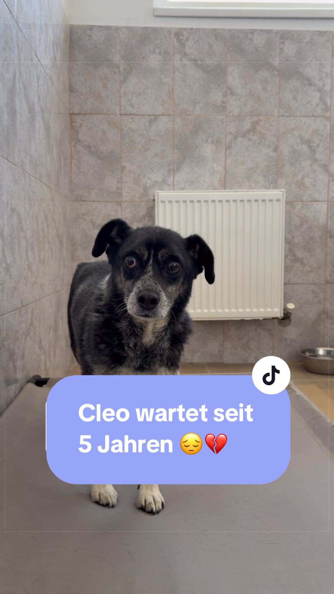 @Tierseelen 🐕