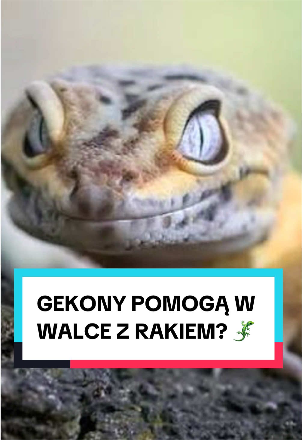 @pandawojtekyt