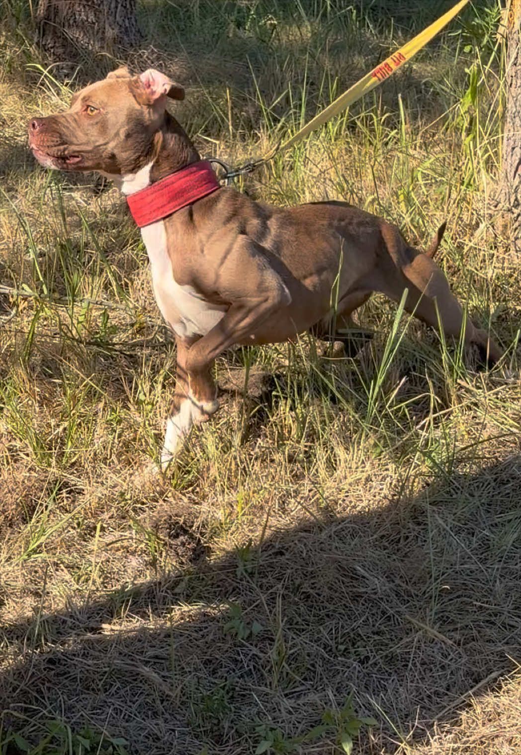 @Black&Yellow Kennel