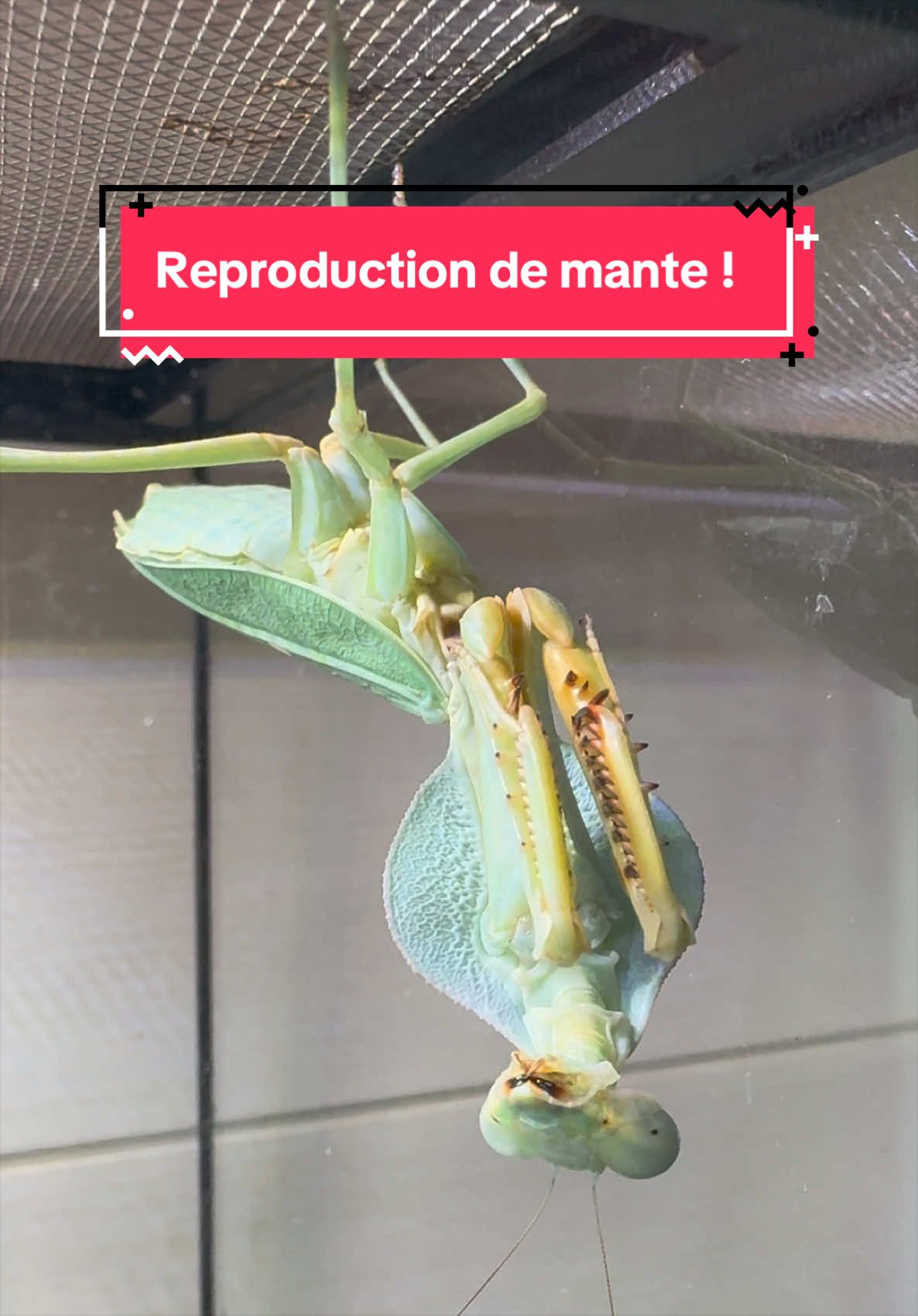@Rock_n_insectes