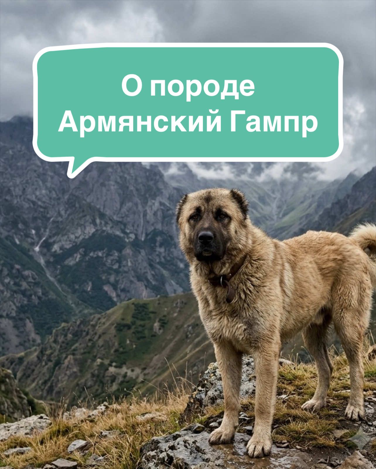 @Анастасия Ткачук | Кинолог