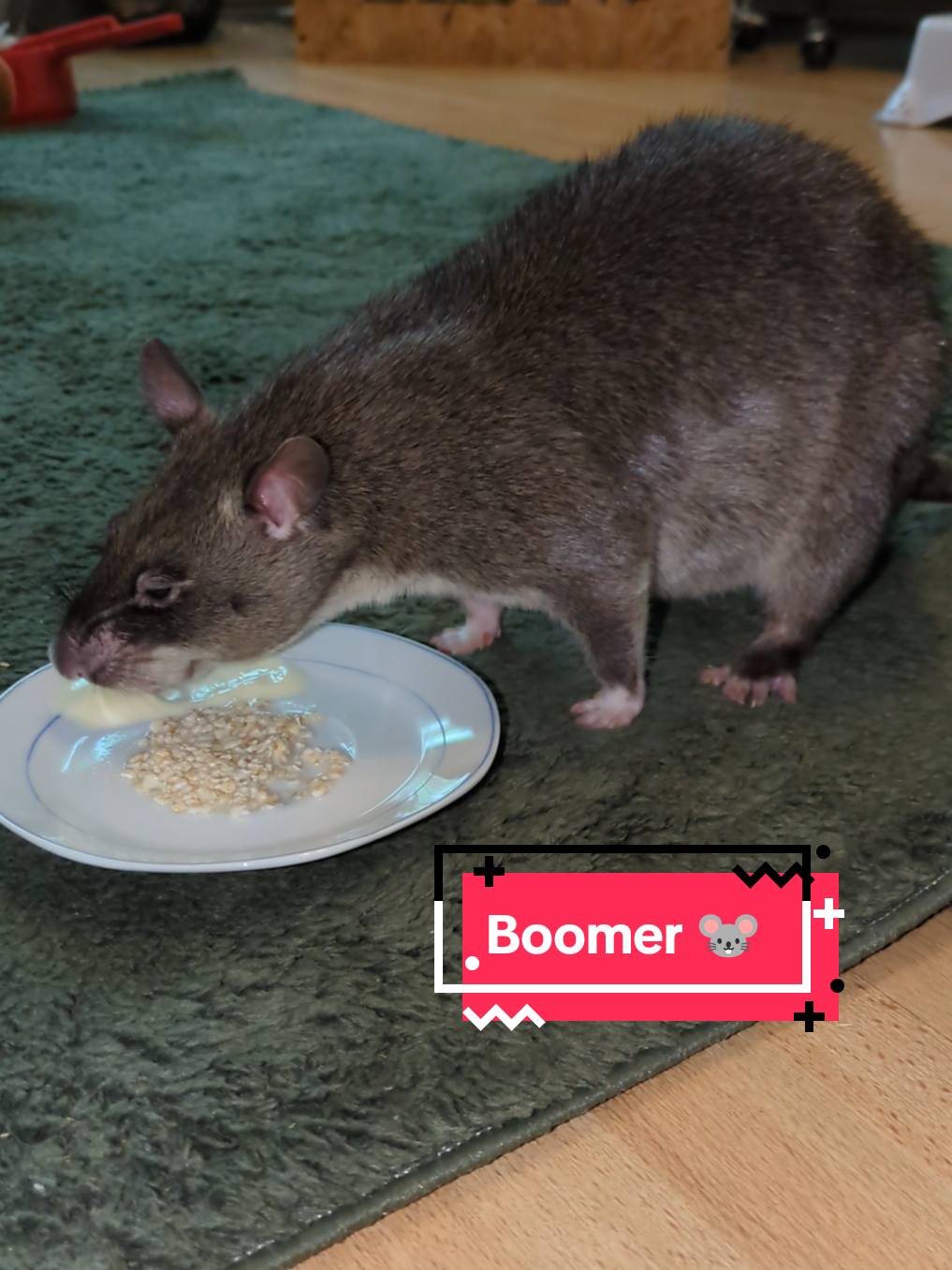 @Ratocalypse 🐀🤣🧀💥