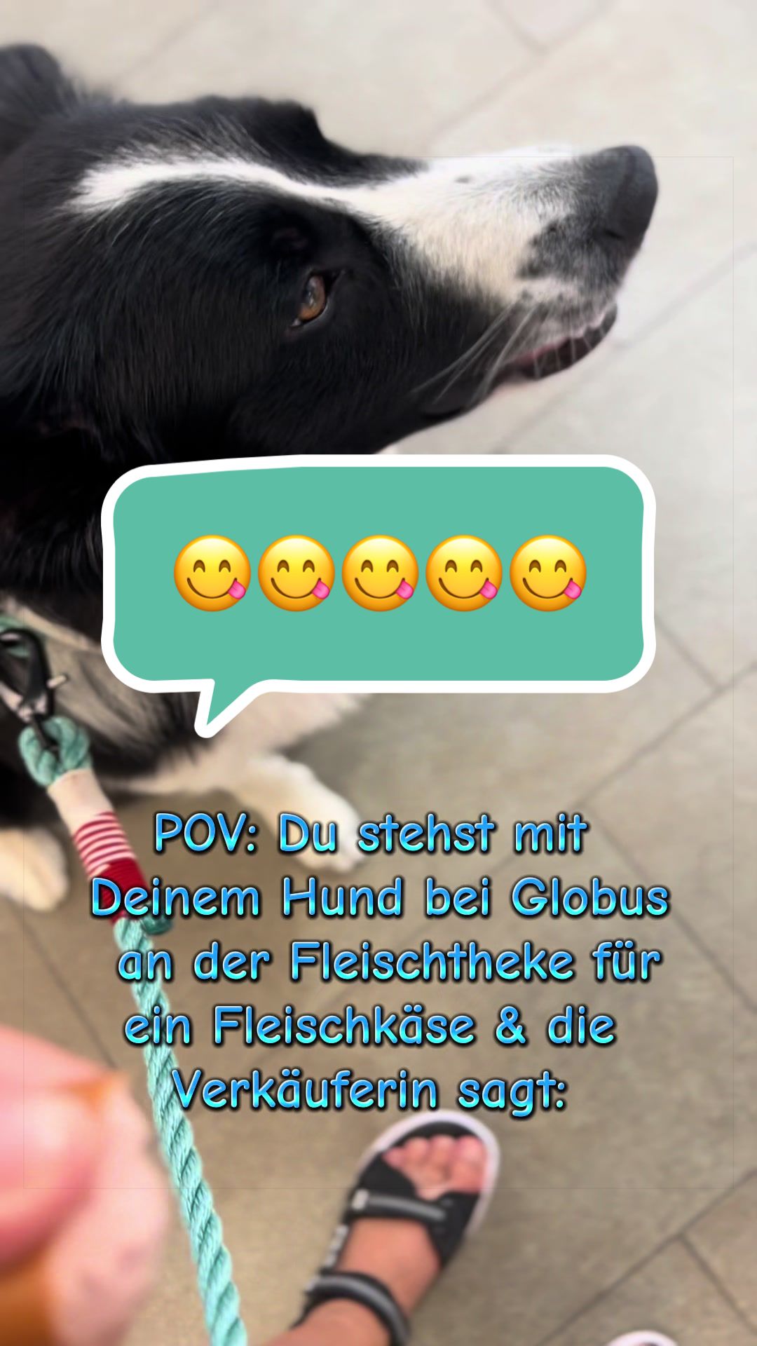 @elas.pet.diary