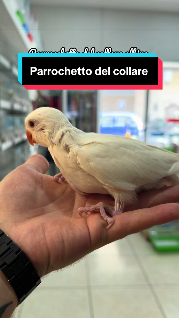 @Baby’s Bird