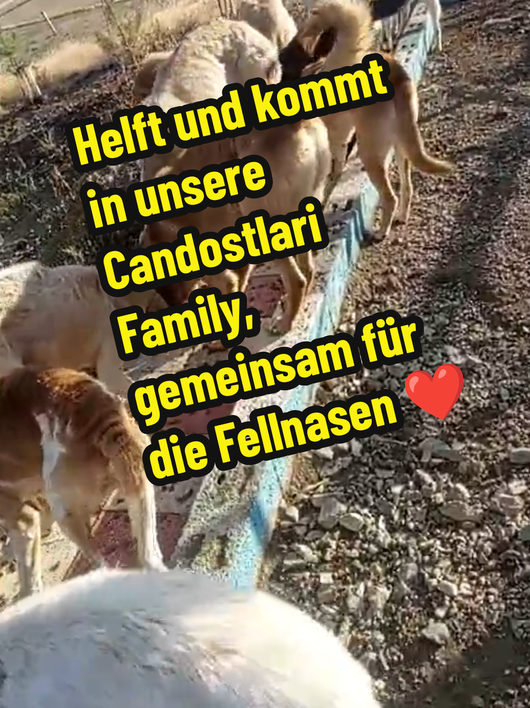 @TSV Candostlari-Beste Freunde