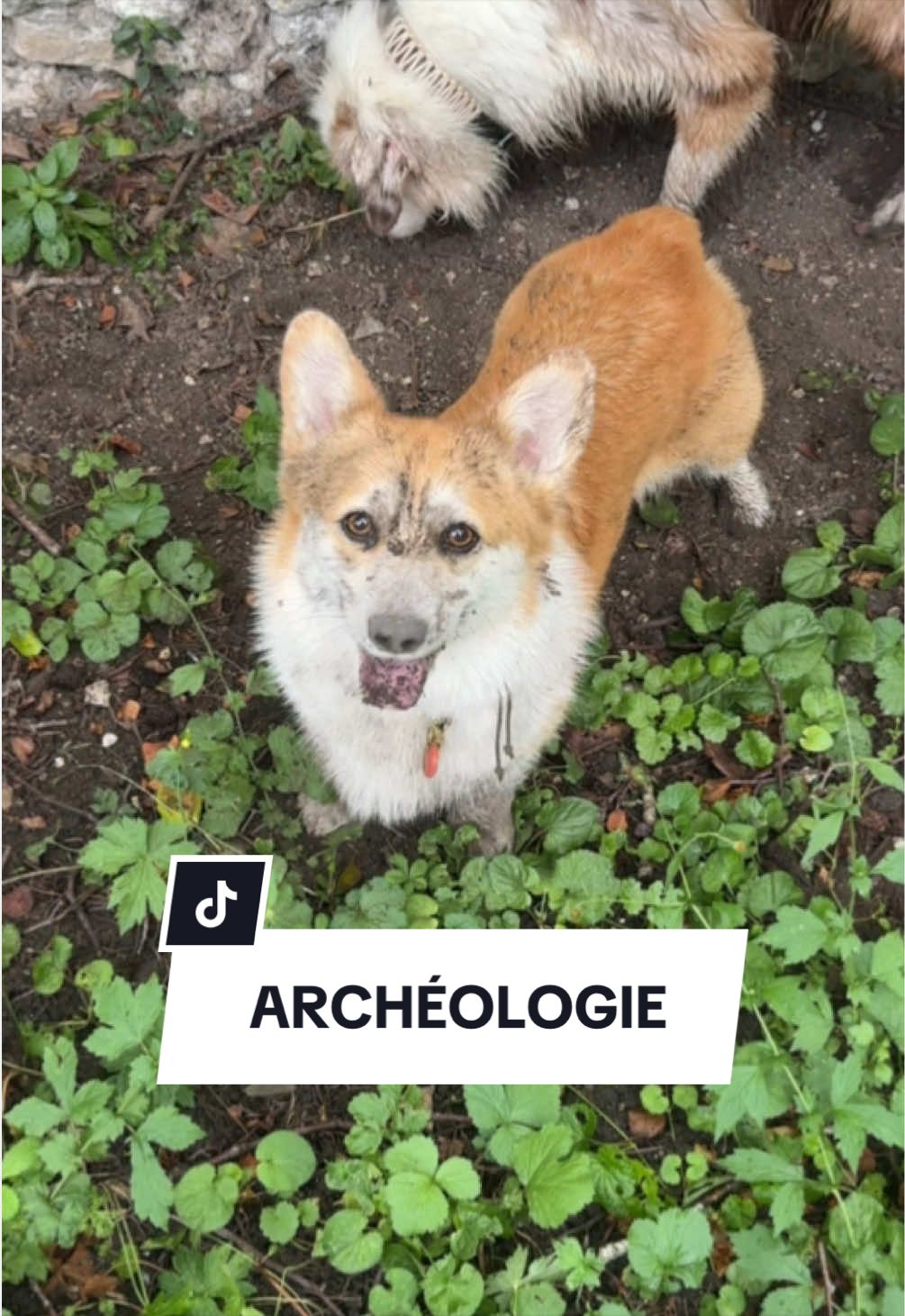 @Lemon 🍋 Corgi
