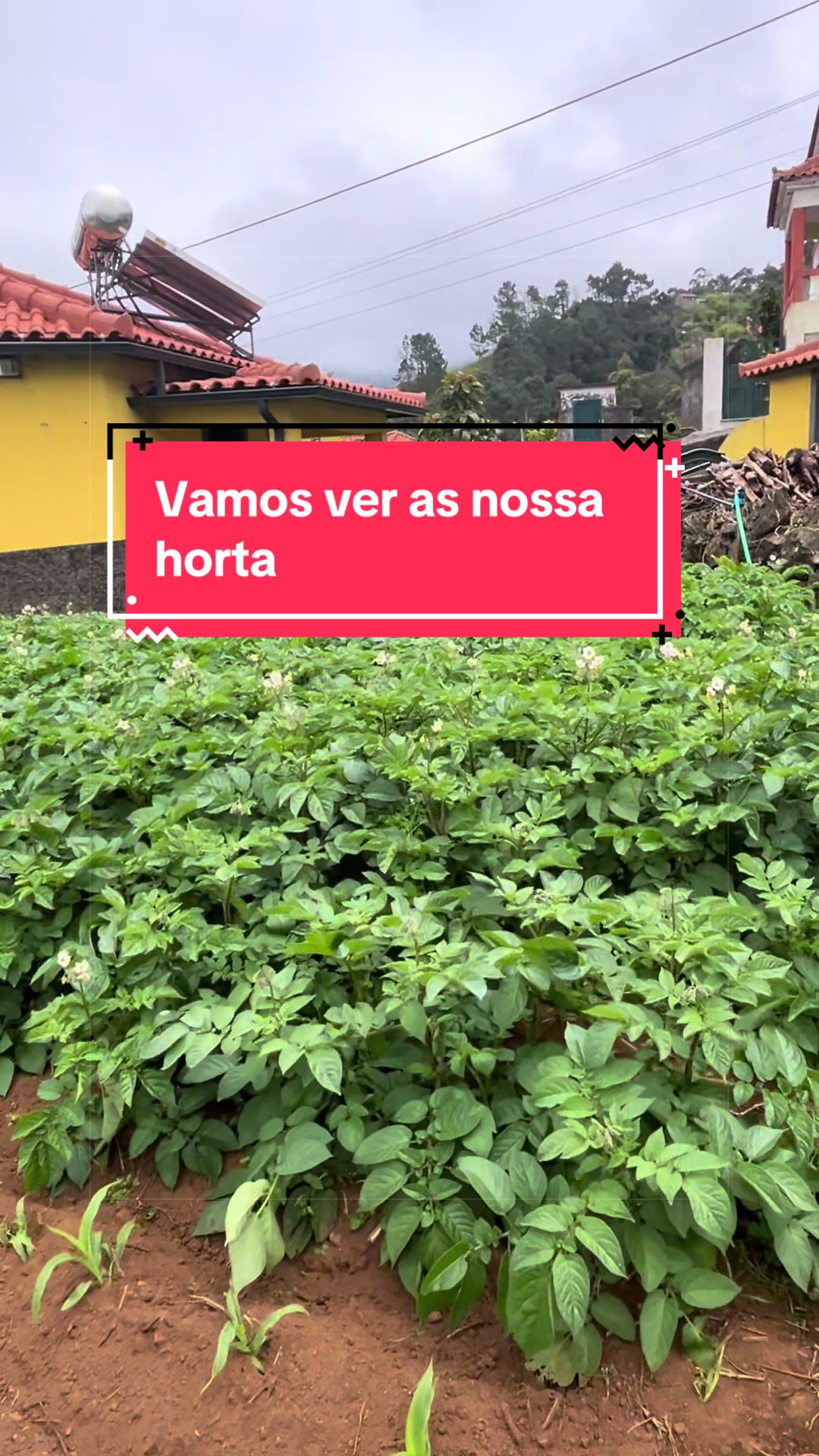 @Graca.Madeira