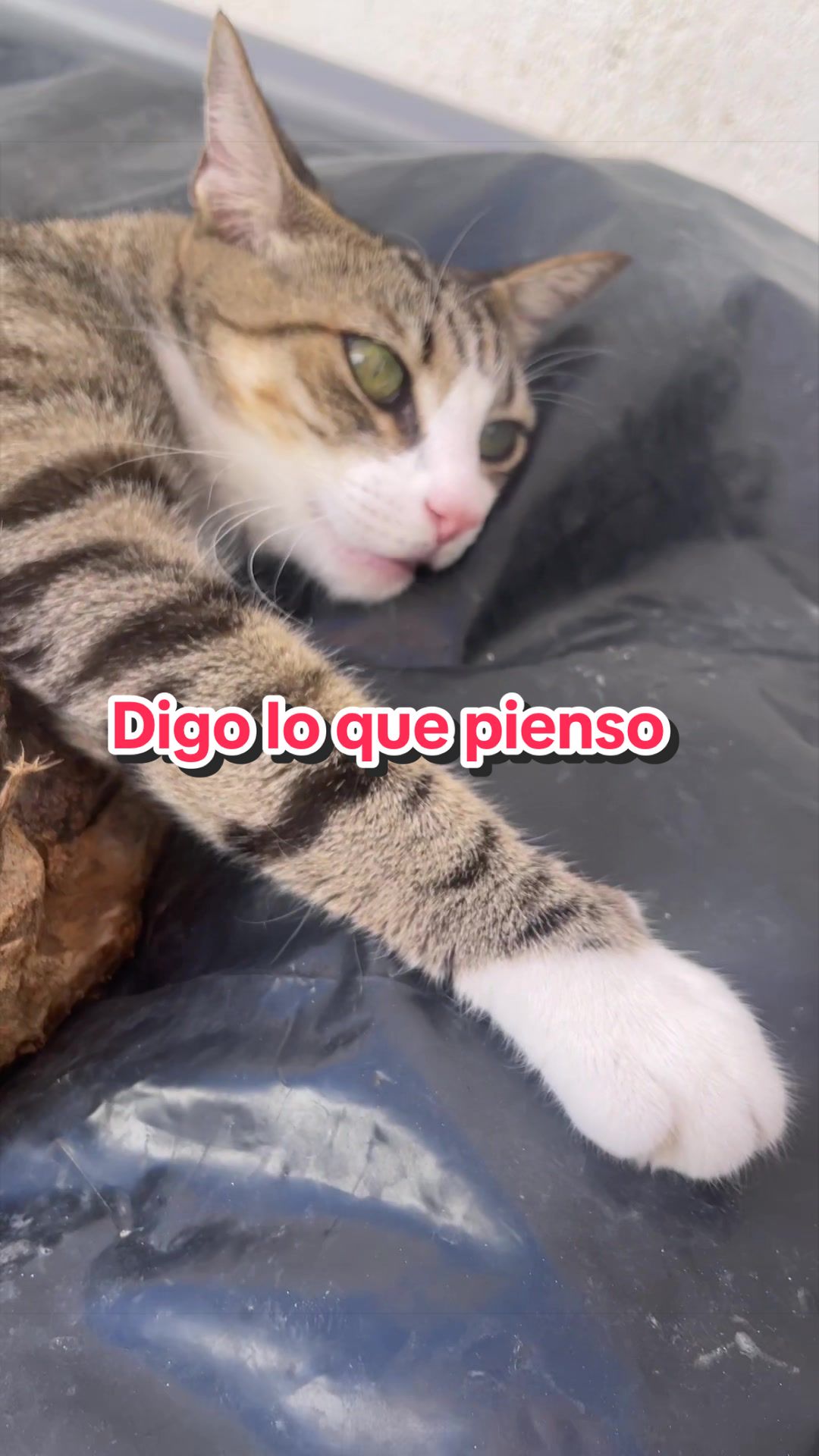 @Gatitos Gatetes