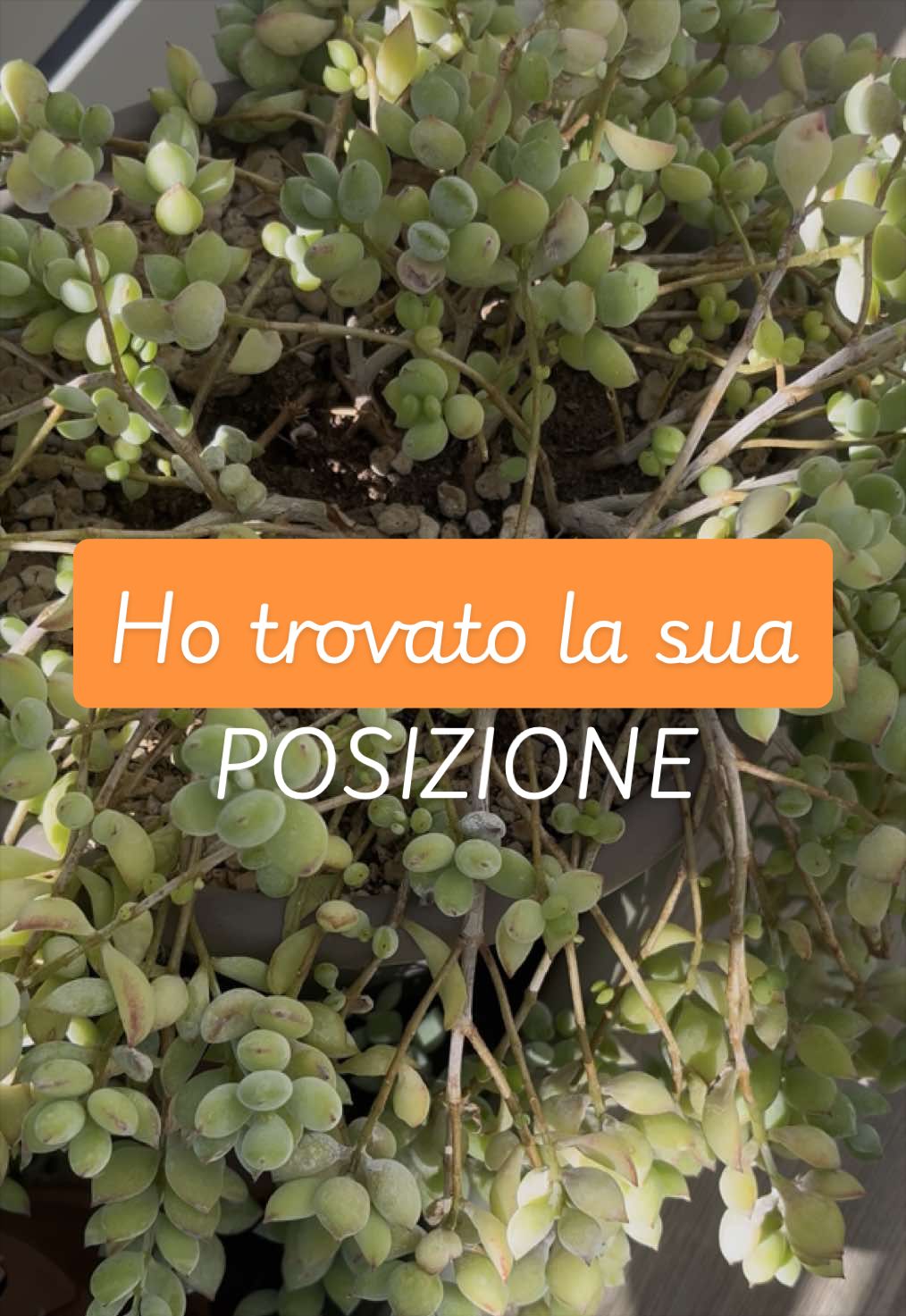 @piccole.spine.felici 🌵