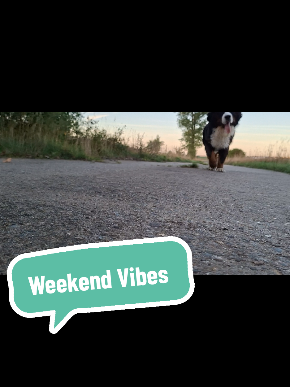 @BeagleTrifftBerner