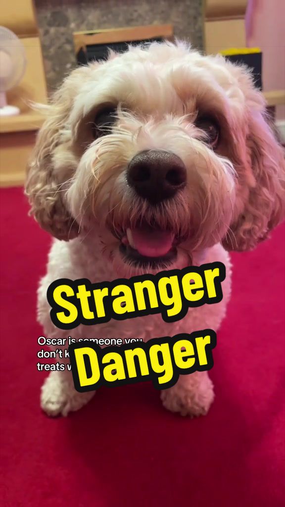 @My Cavachon