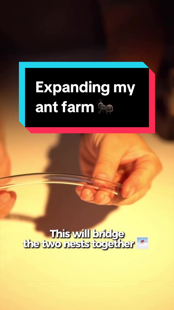 @antshq