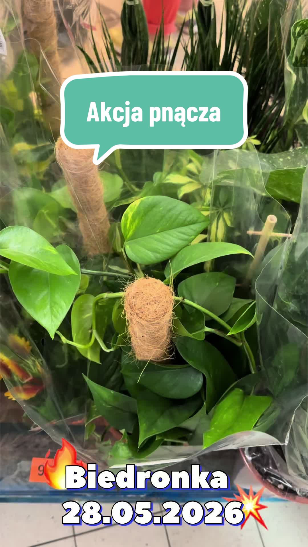 @maciej.plants