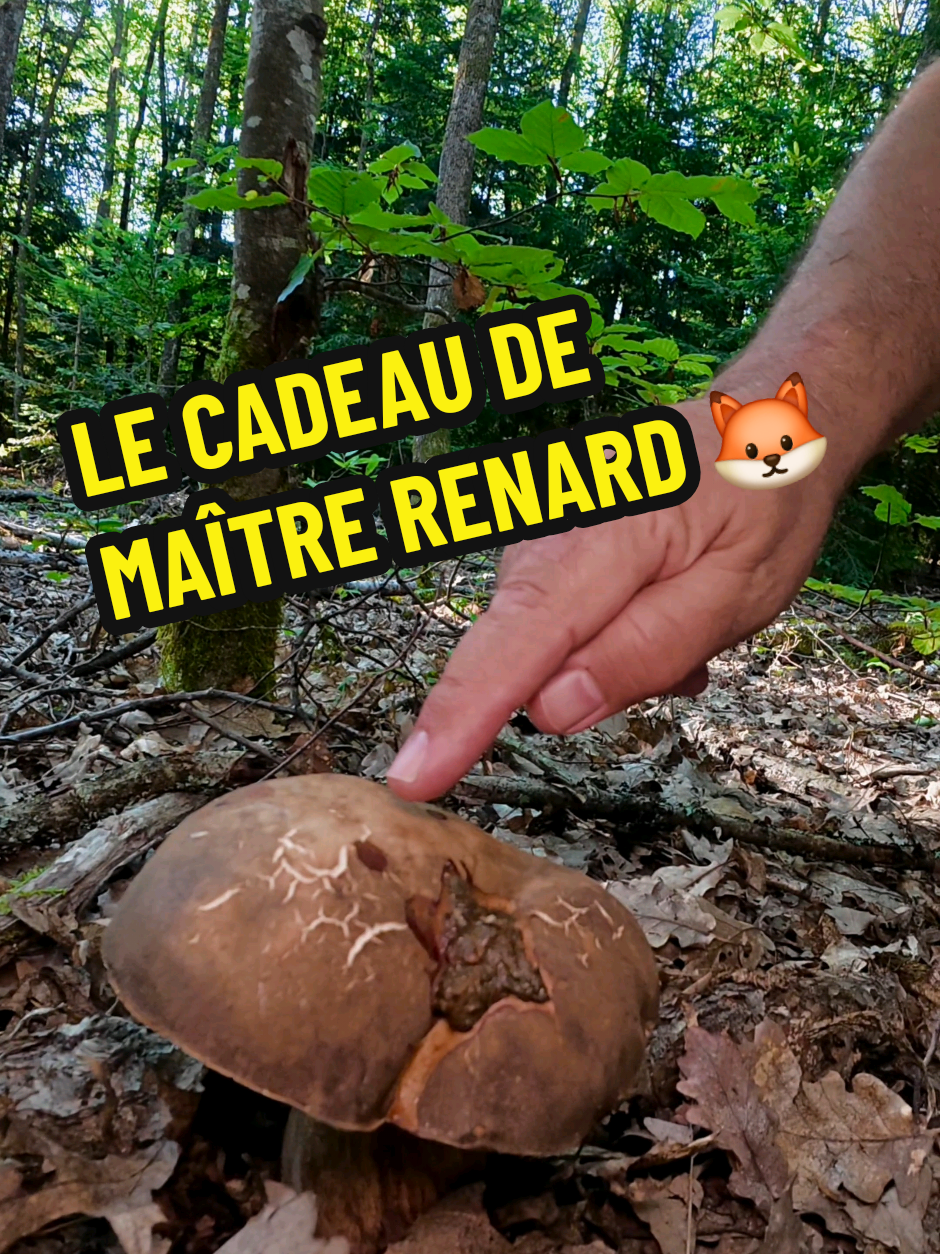 @Dan 🍄🟫 Le Champologue