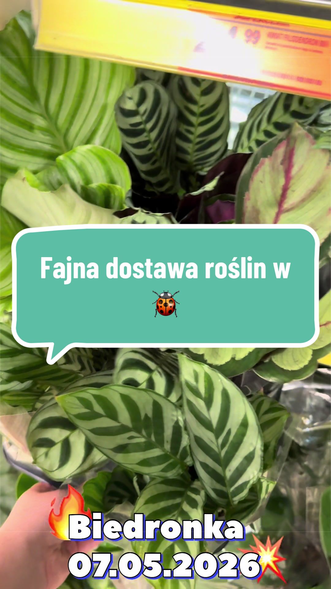@maciej.plants