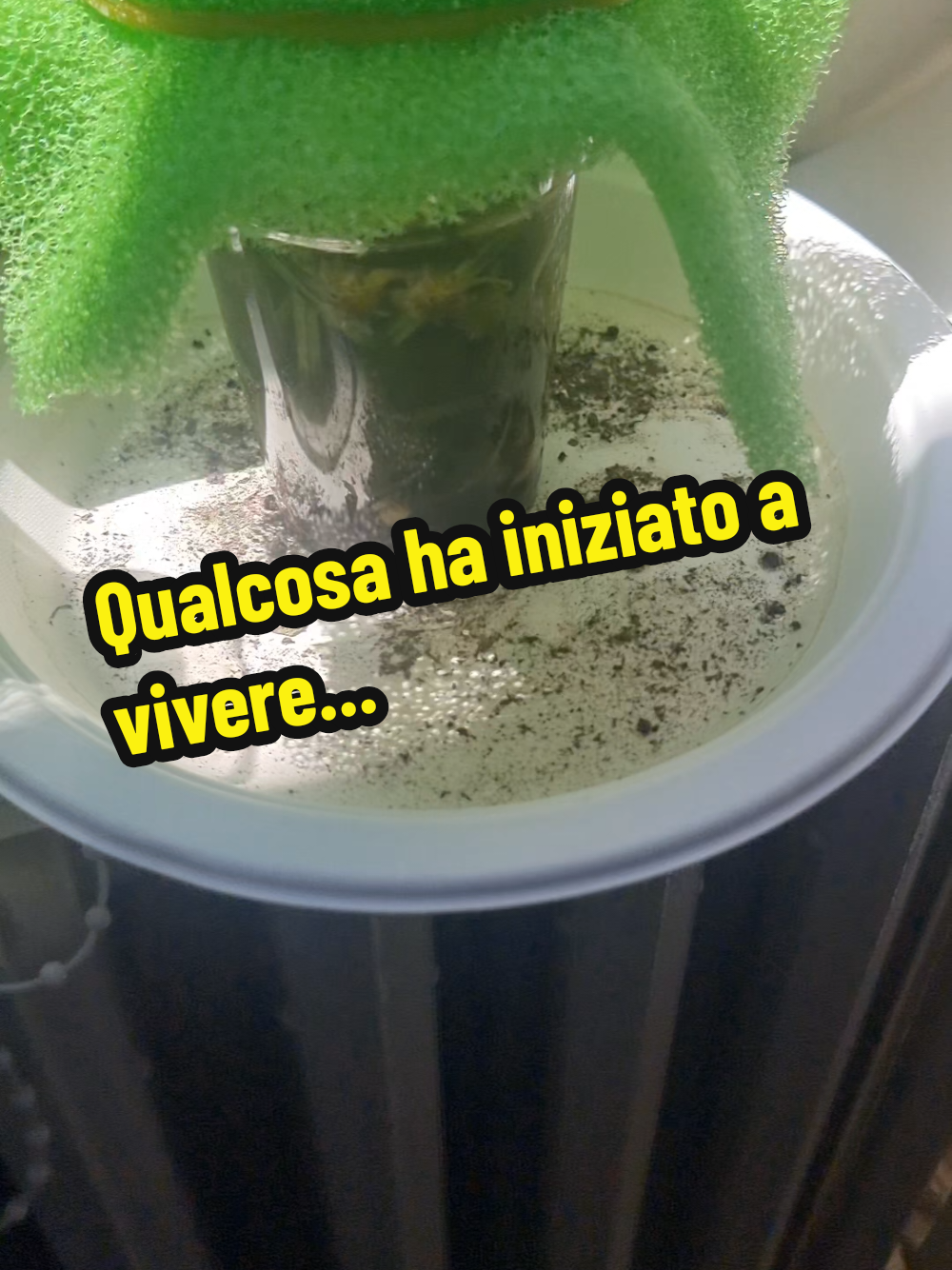 @dottor_microscope