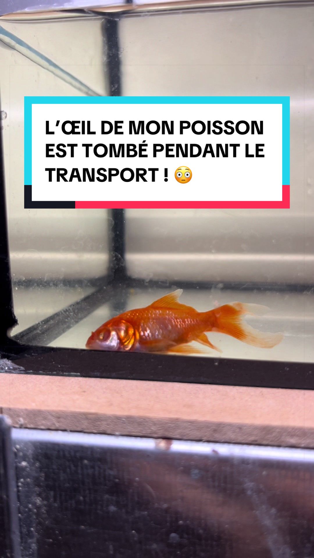 @Les Animaux d&rsquo;Allan
