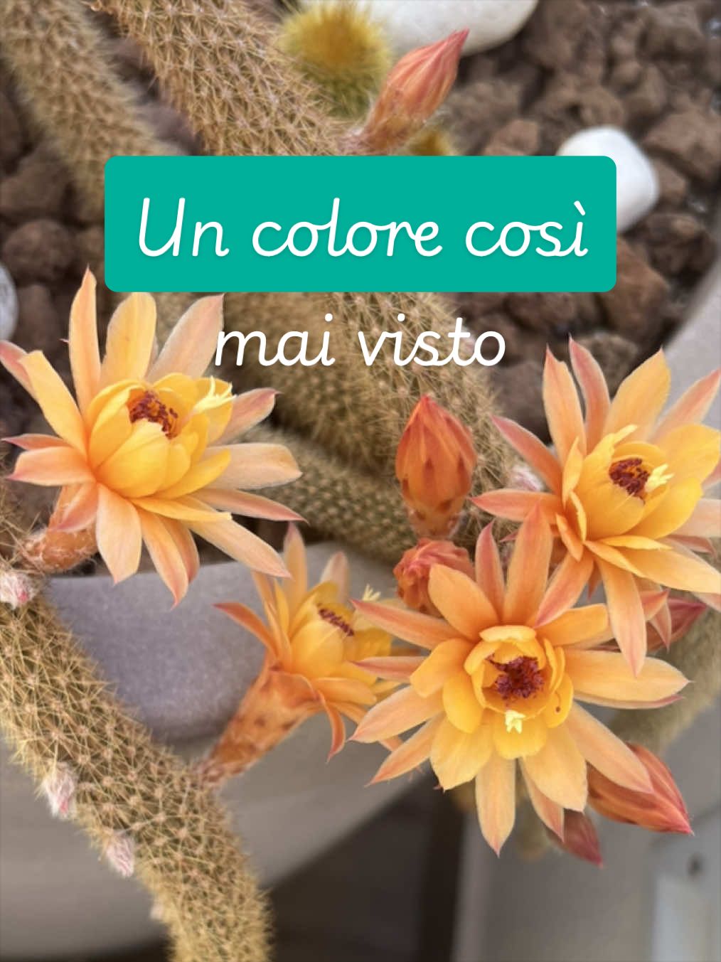 @piccole.spine.felici