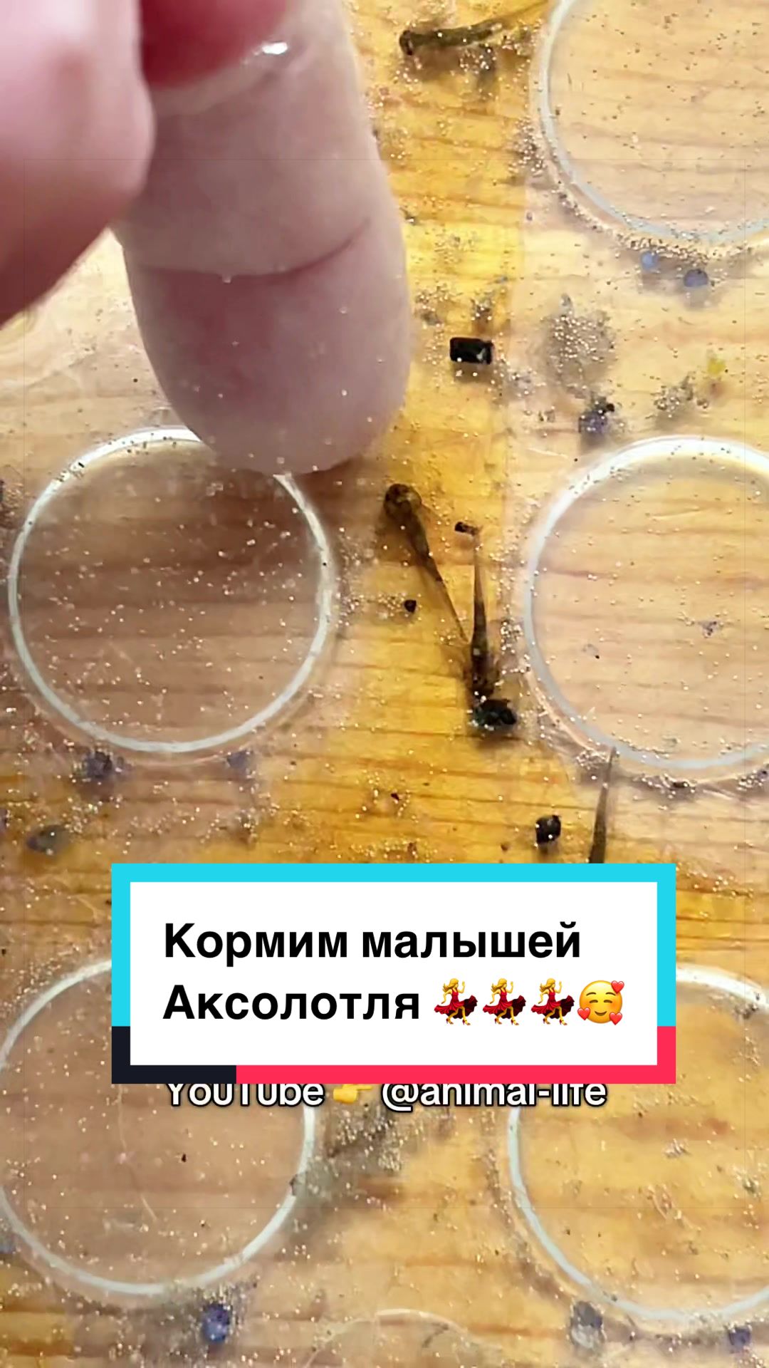 @z_l_a_tt_a
