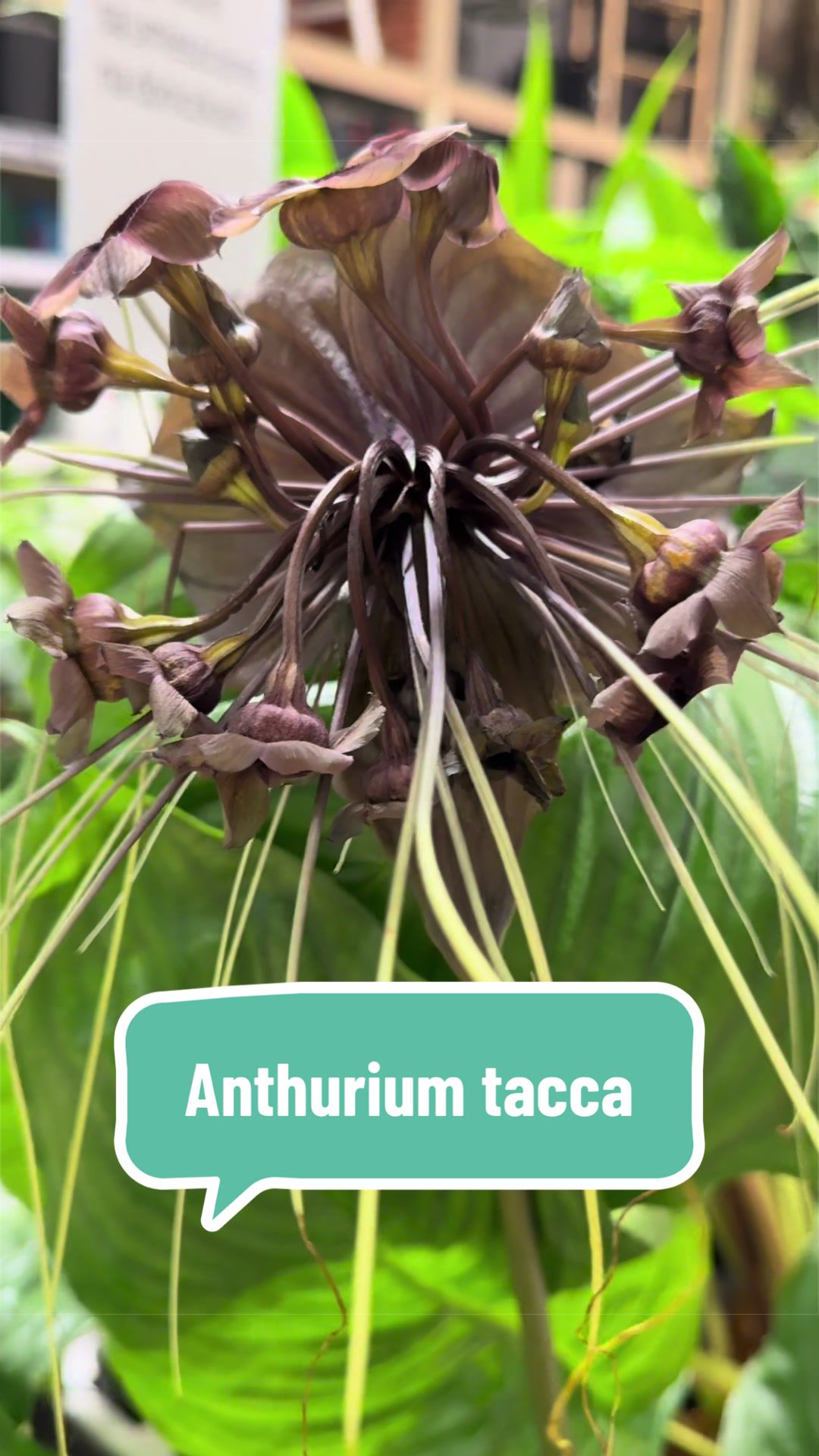 @maciej.plants