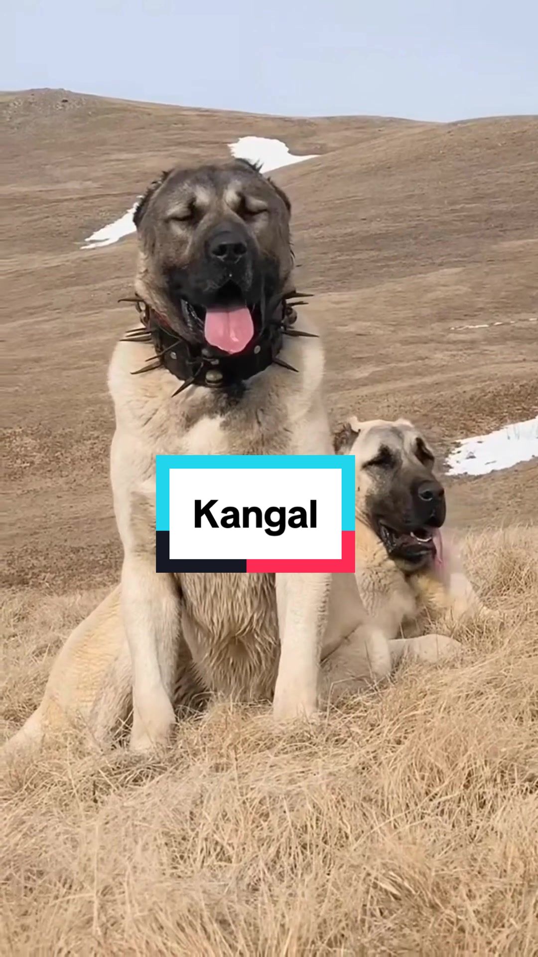 @FaunaFanatics
