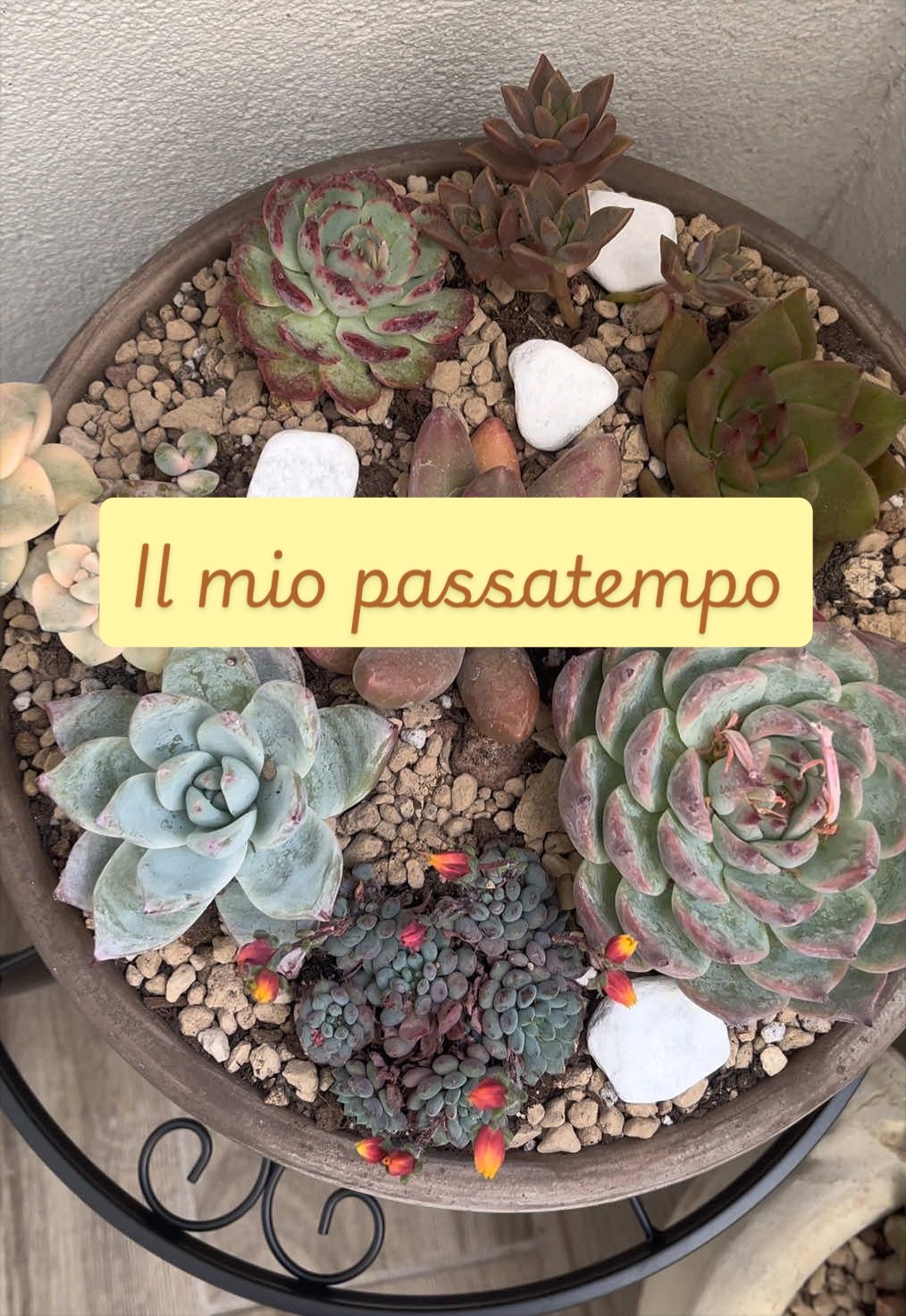 @piccole.spine.felici