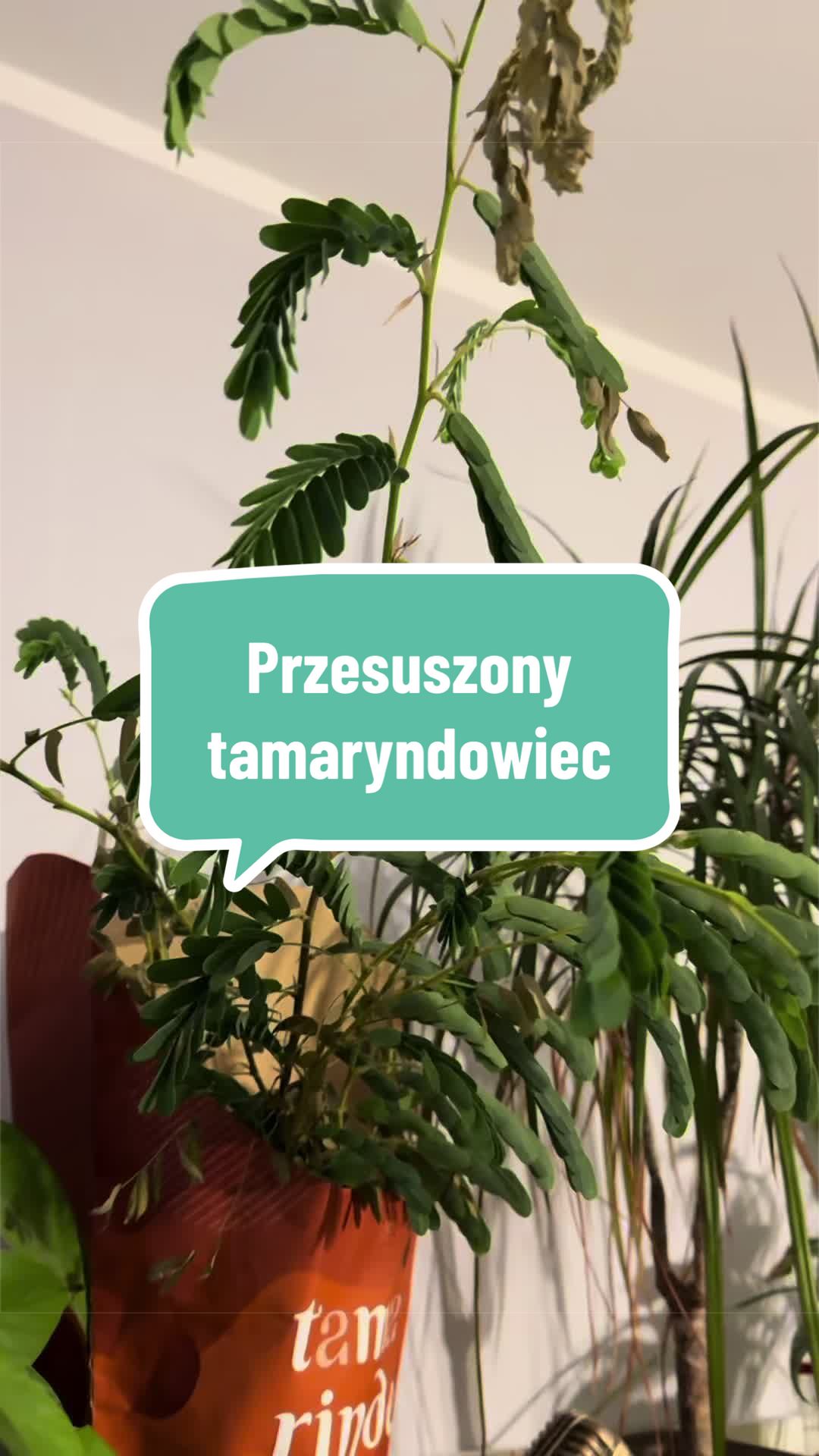 @maciej.plants