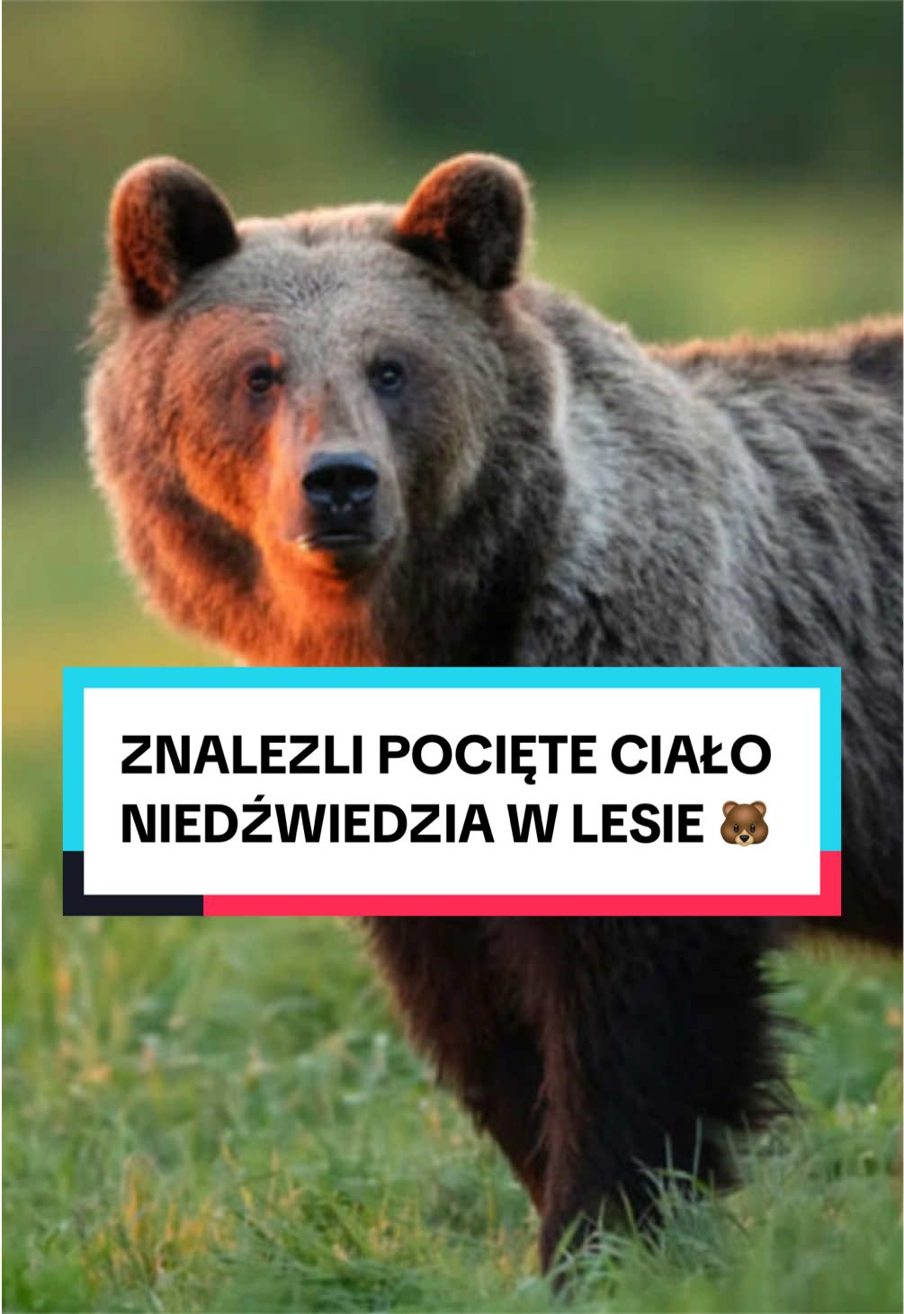 @pandawojtekyt