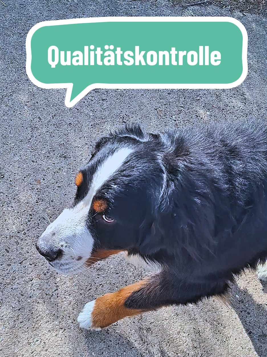 @BeagleTrifftBerner