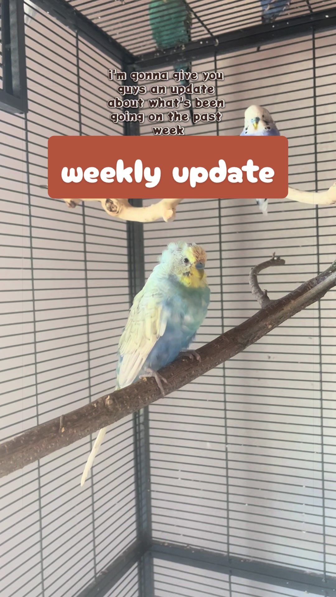@Lisa‘s Pets