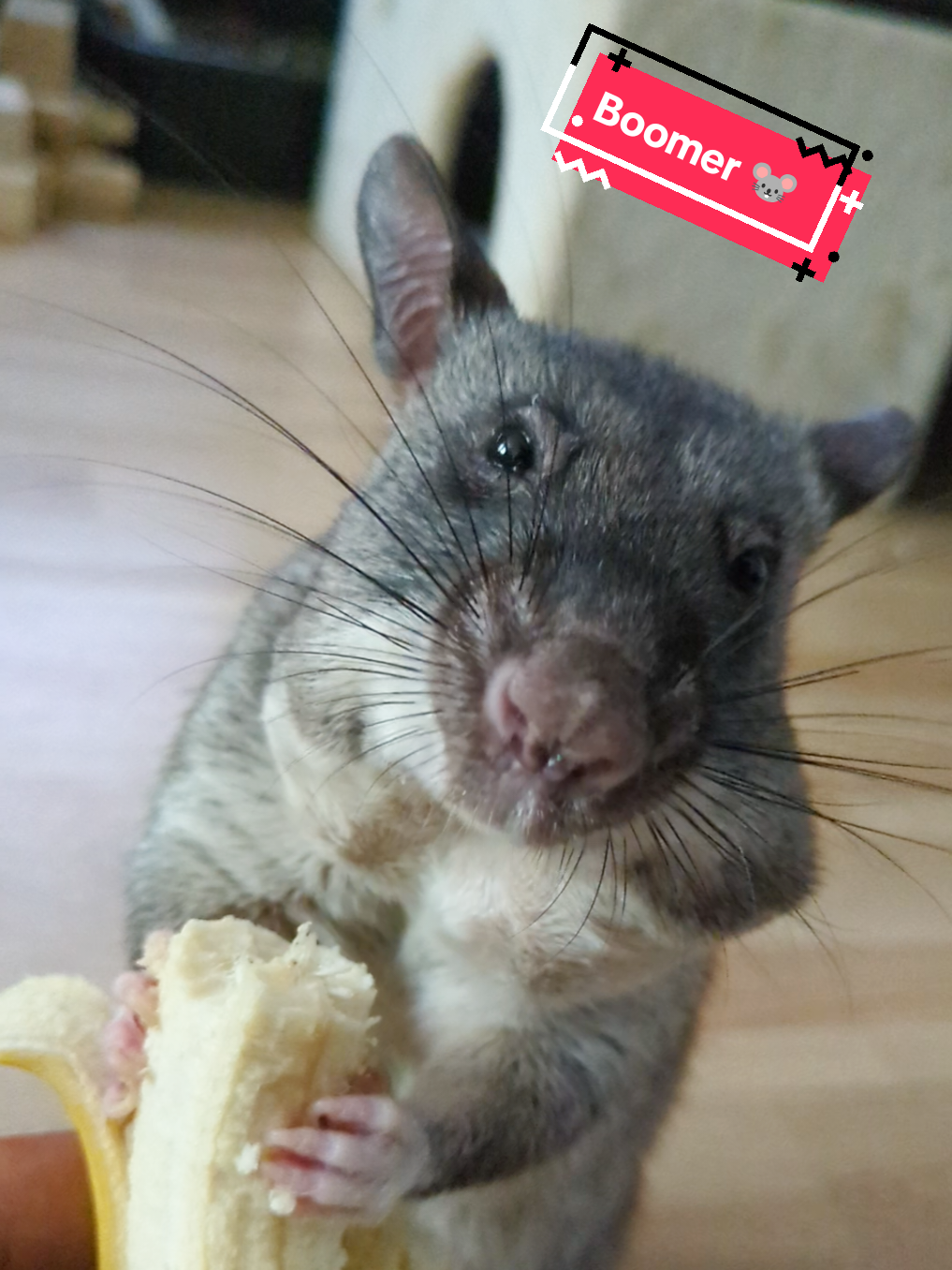 @Ratocalypse 🐀🤣🧀💥