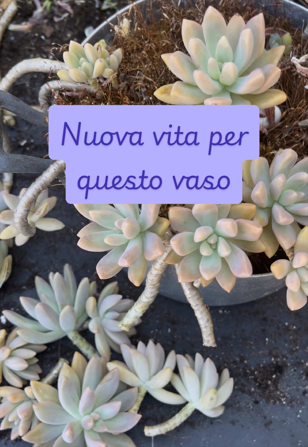 @piccole.spine.felici 🌵