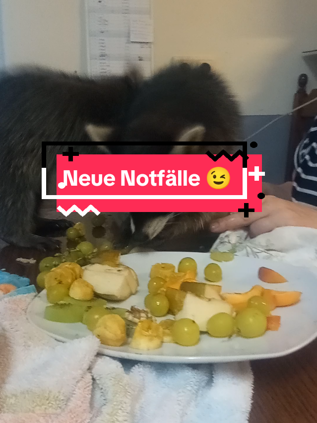 @Lothys wildis 🐗Team wildis 🐗