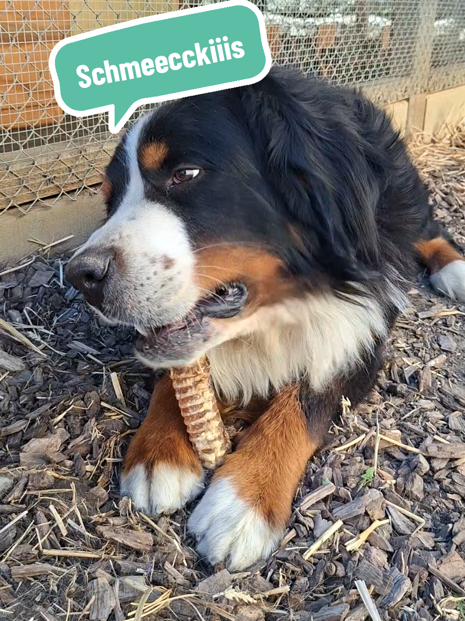 @BeagleTrifftBerner