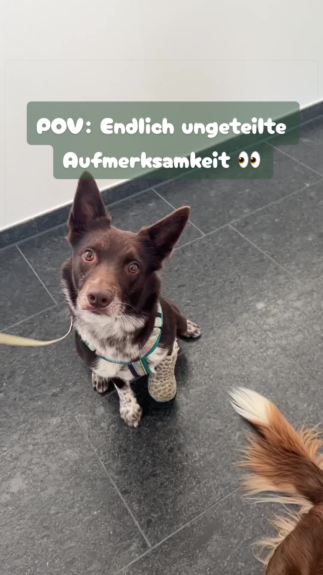 @GranataPet