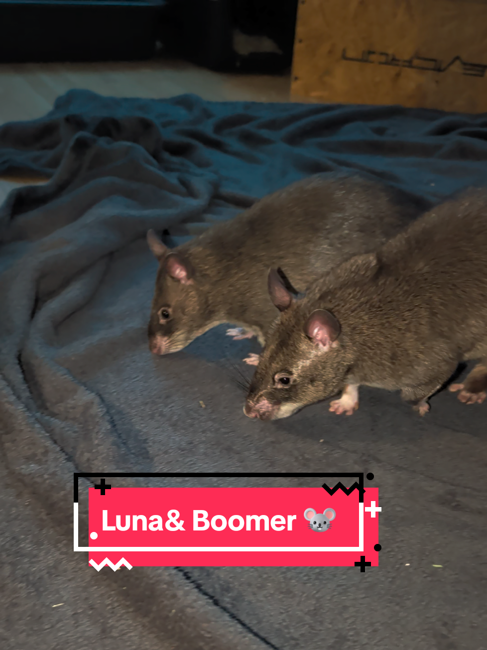 @Ratocalypse 🐀🤣🧀💥