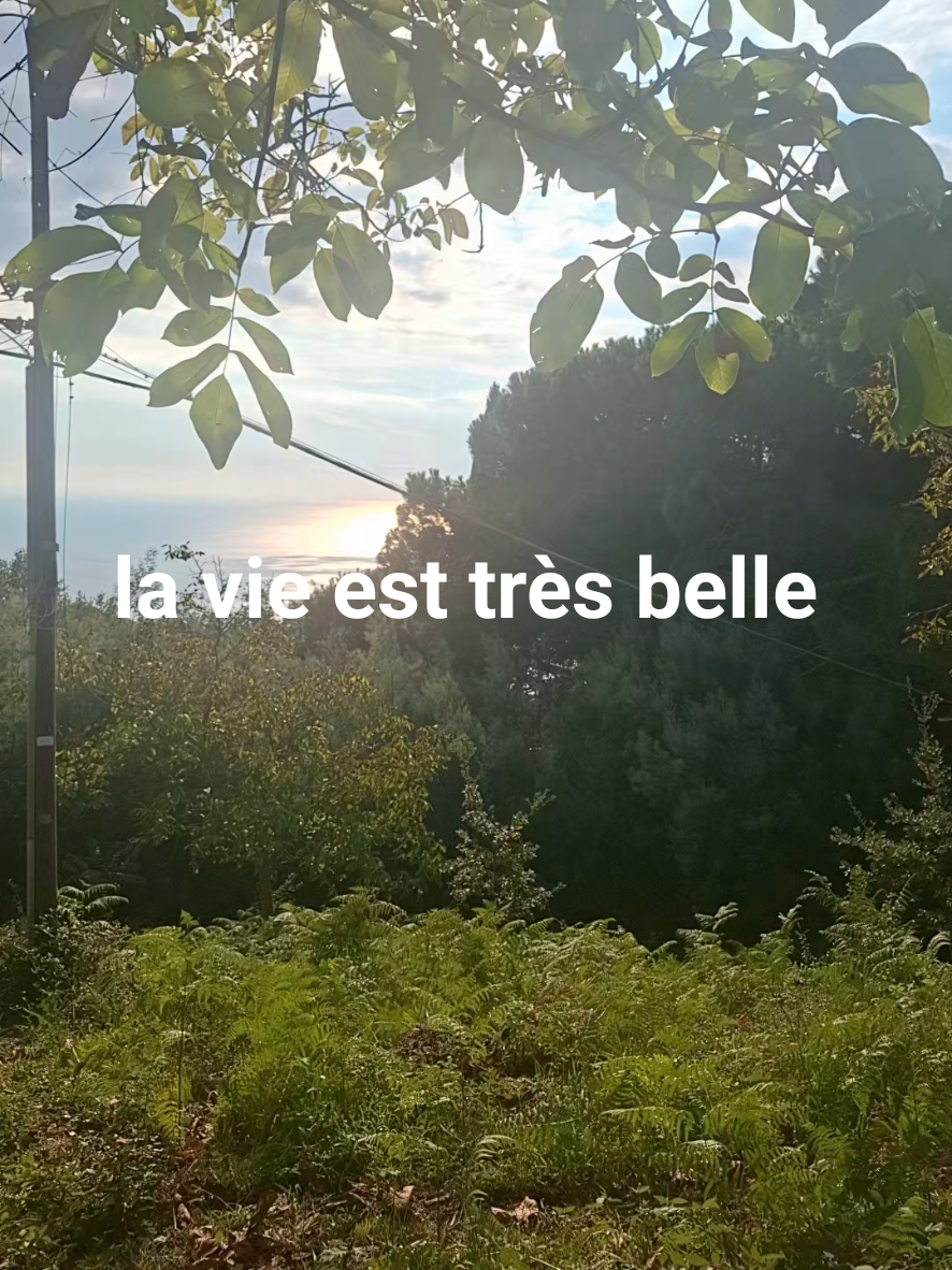 @falerna