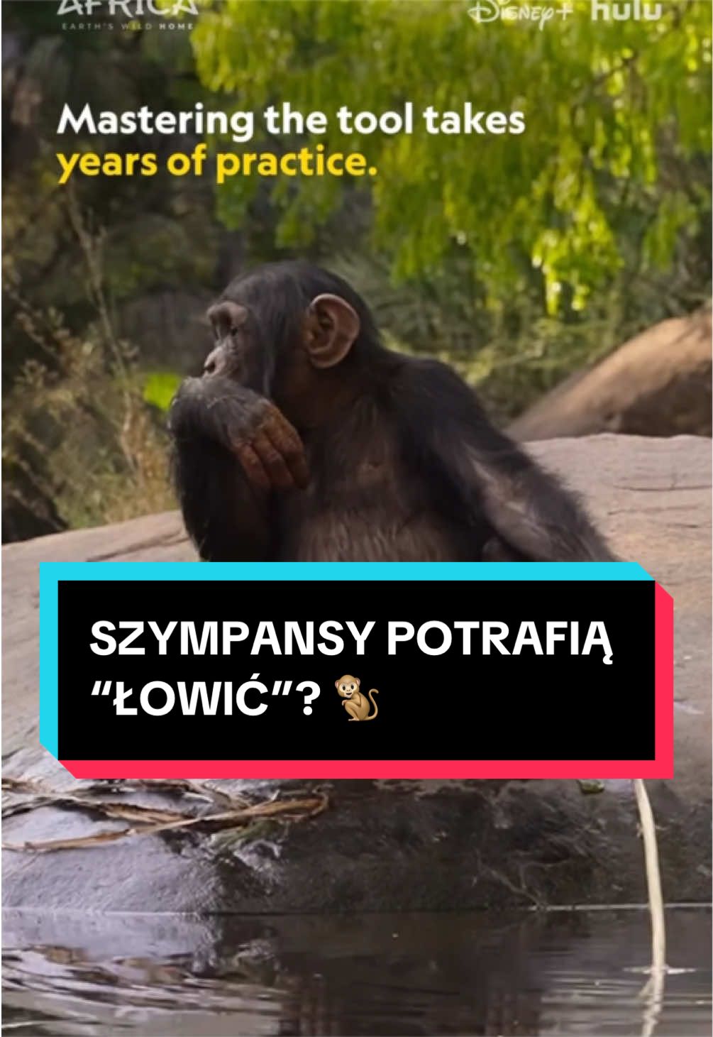 @pandawojtekyt