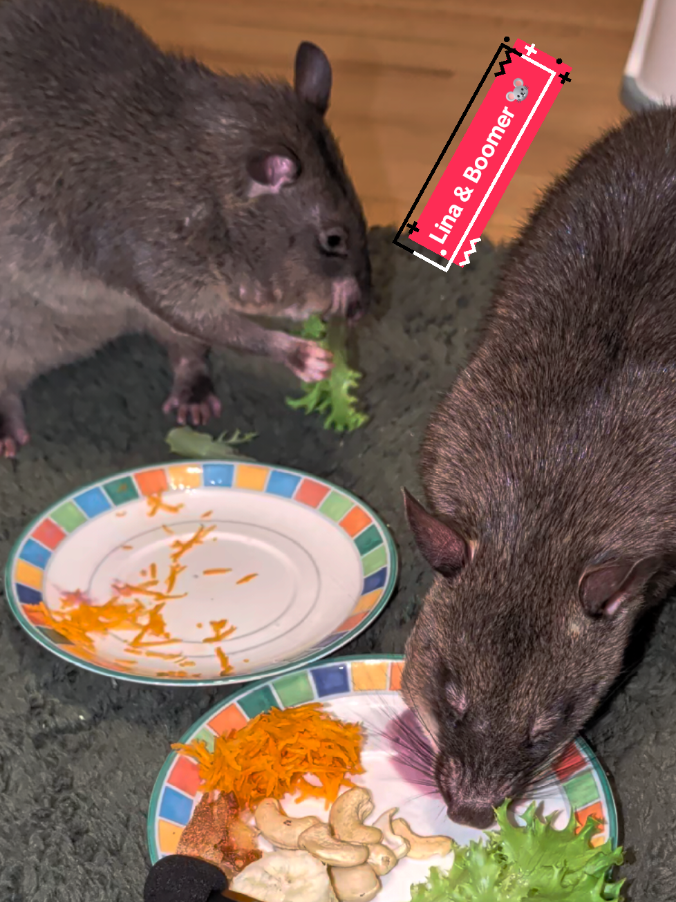 @Ratocalypse 🐀🤣🧀💥