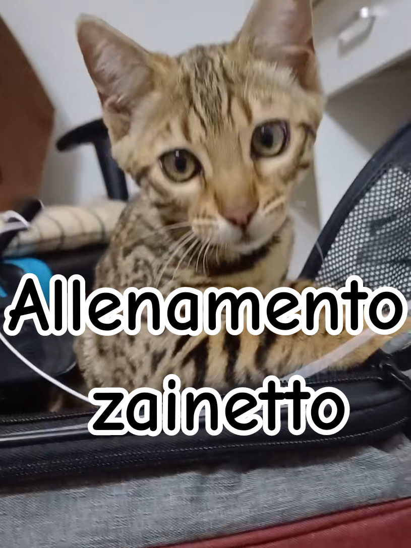 @rio.supercat