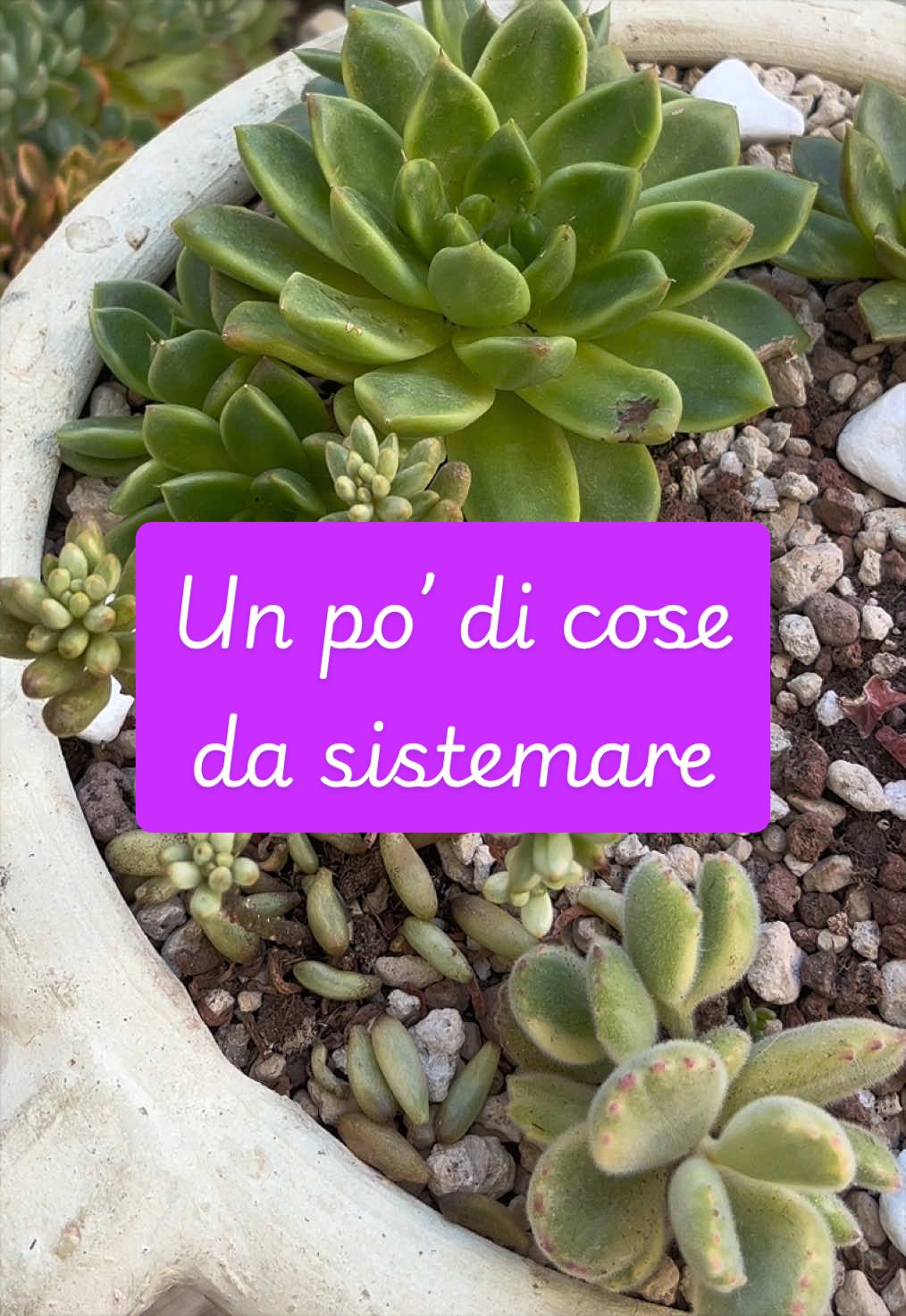 @piccole.spine.felici 🌵
