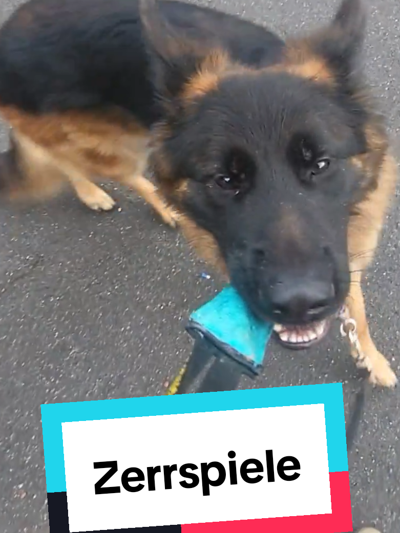 @Hundeschule Mit vier Pfoten