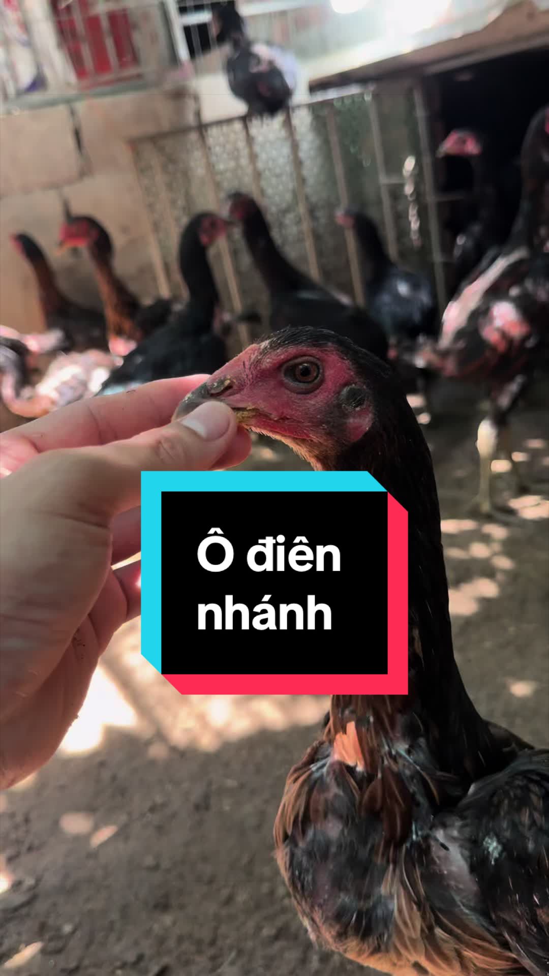 @Thuần Gà Chọi
