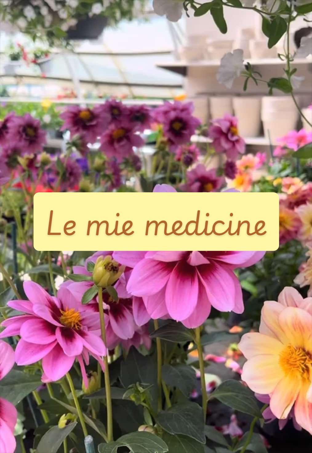 @piccole.spine.felici