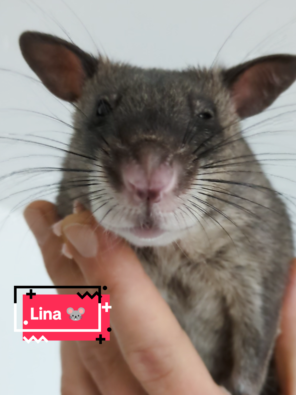@Ratocalypse 🐀🤣🧀💥