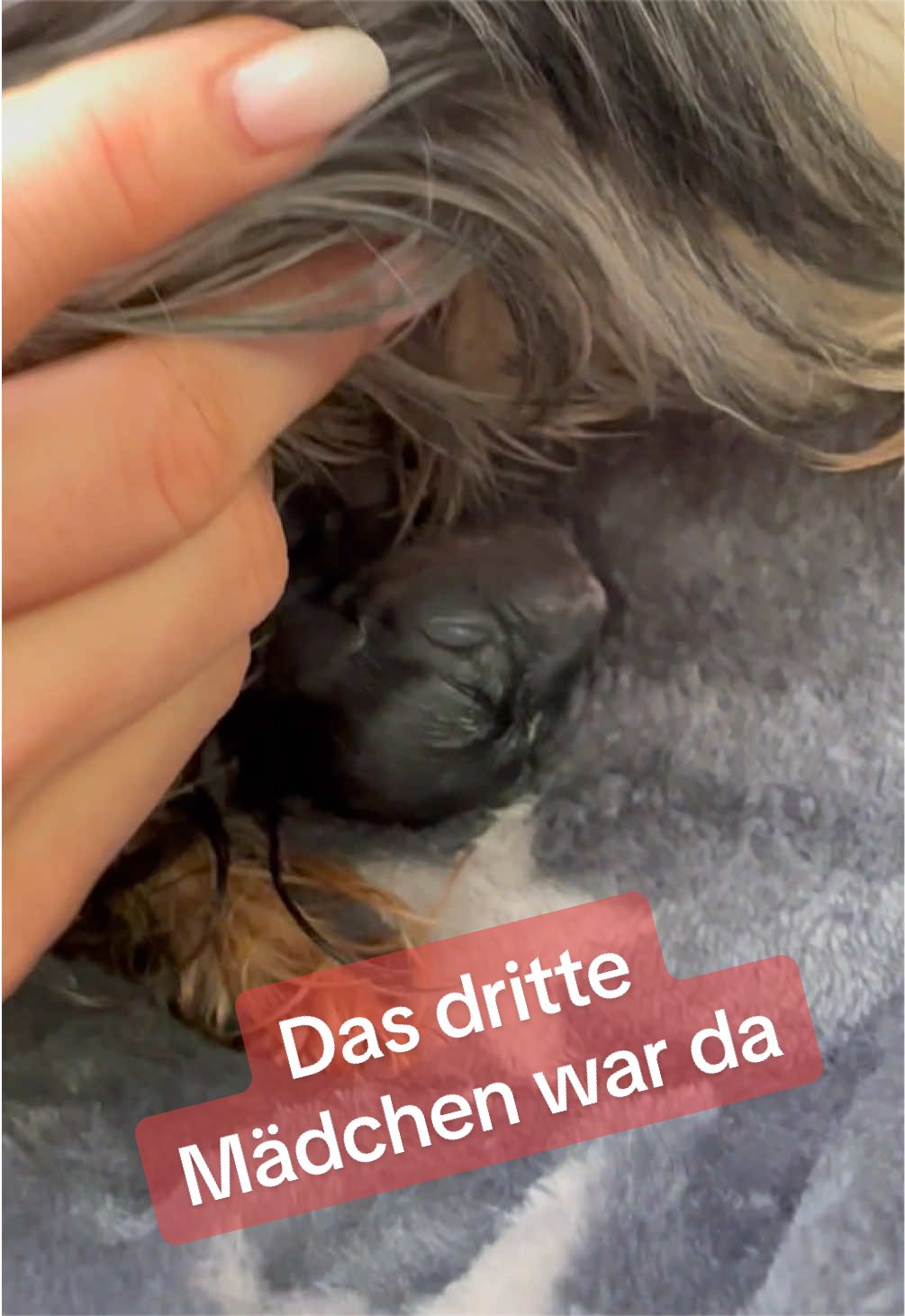 @MeineYorkieVibes