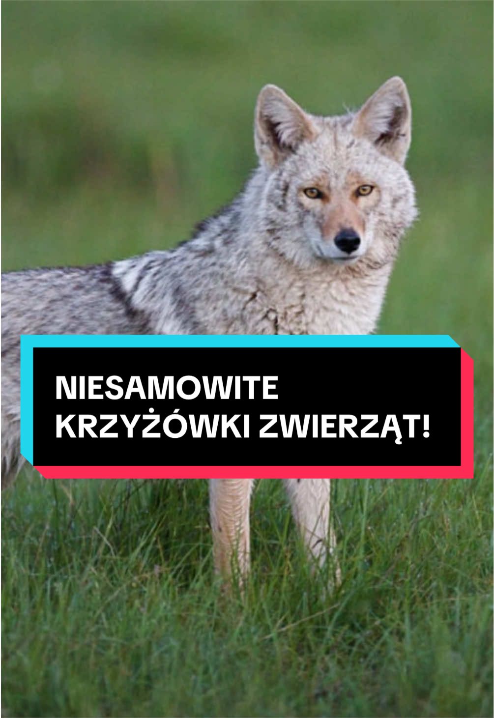 @pandawojtekyt