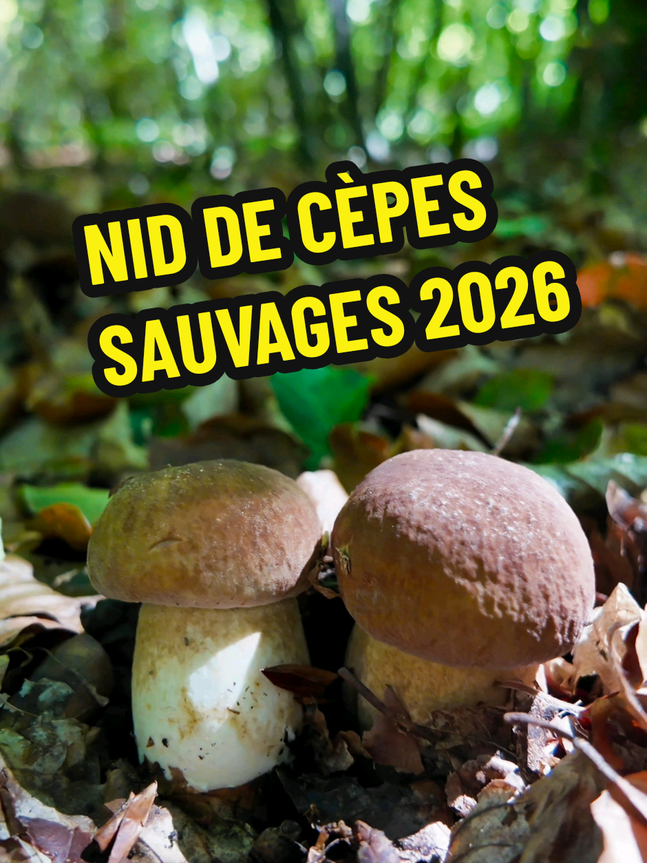 @Dan 🍄🟫 Le Champologue